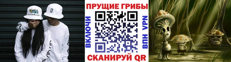 Псилоцибиновые грибы Psilocybe  Купить закладки  Благодарный 